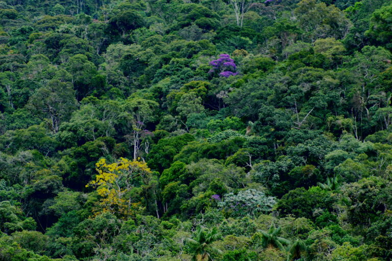 Regenwald Auf Unserem Teller Unser Konsum Befeuert Die Zerstorung